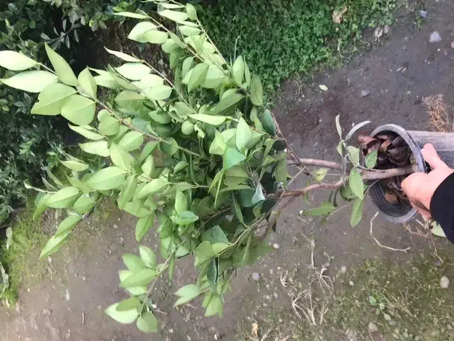 گل یاس گلدان ۳/۵|گل و گیاه طبیعی|واجارگاه, |دیوار