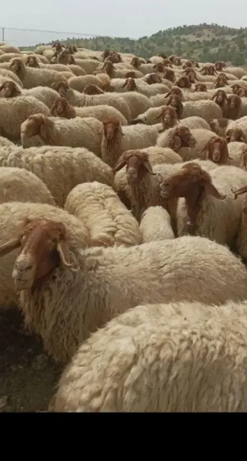 سرمایه شراکت|استخدام مالی، حسابداری، حقوقی|خرم‌آباد, |دیوار