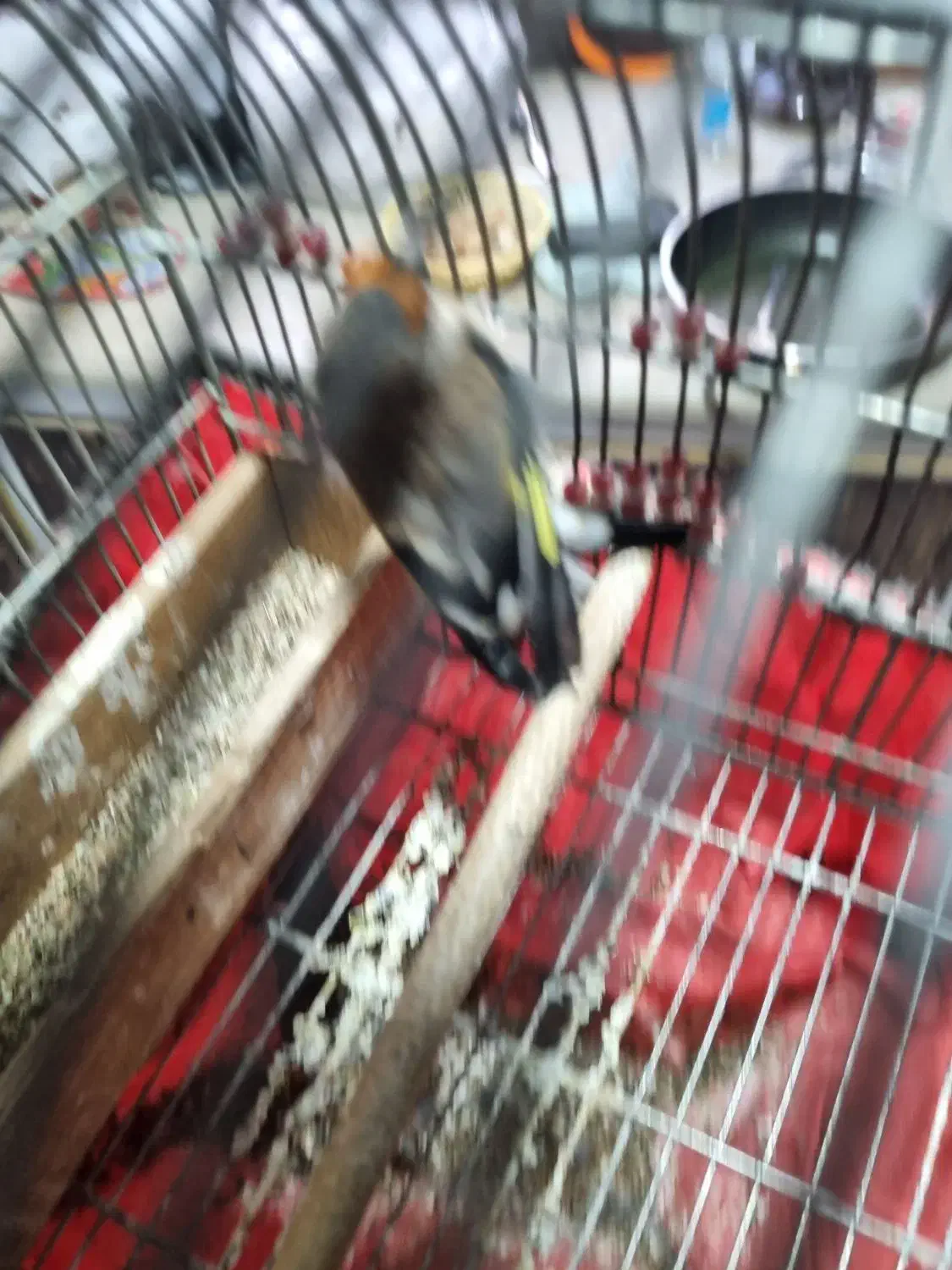 سهره دورگه زاغ|پرنده|شیراز, شهرک بهار|دیوار