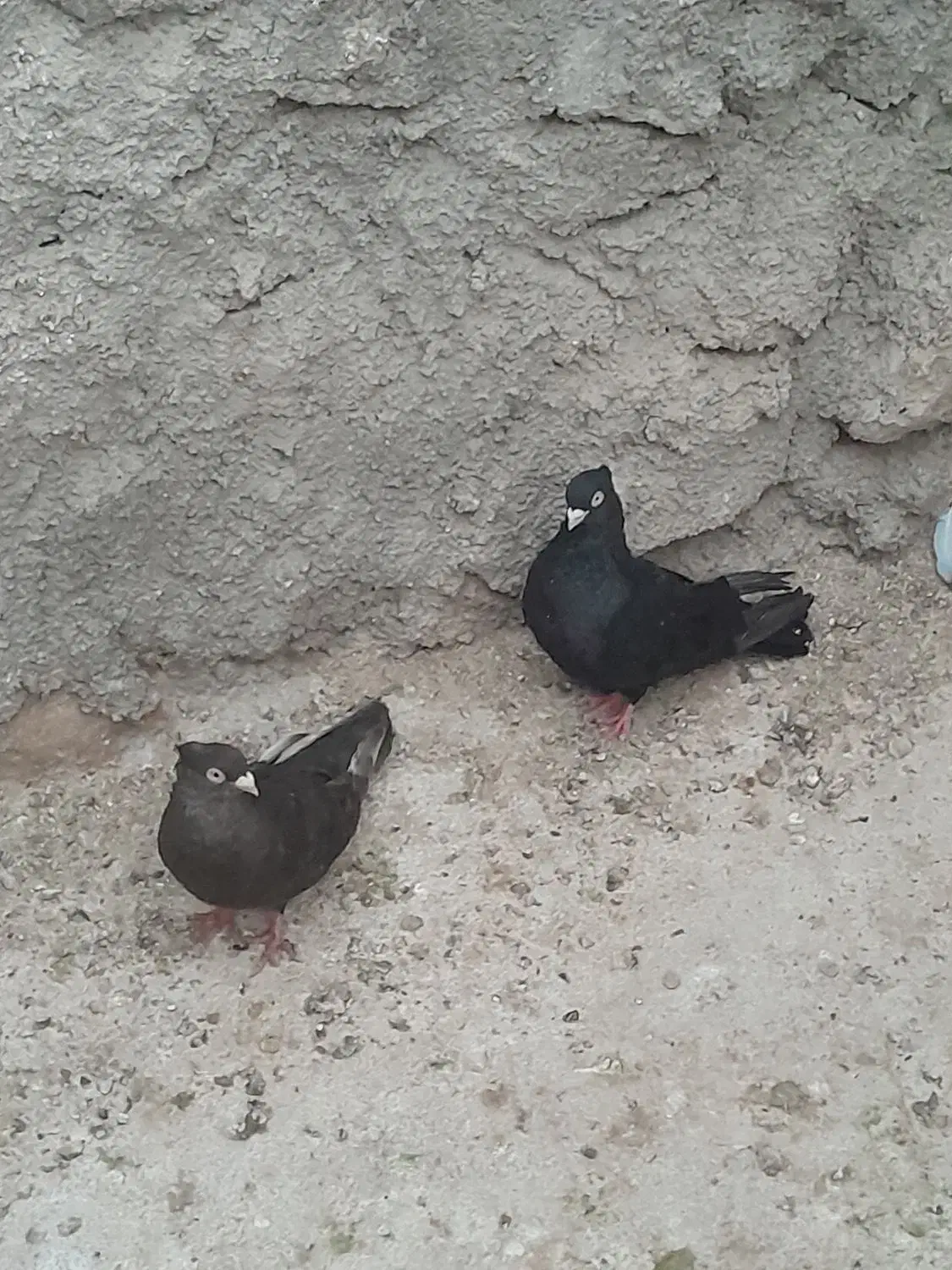 کبوتر|پرنده|شیراز, درکی|دیوار