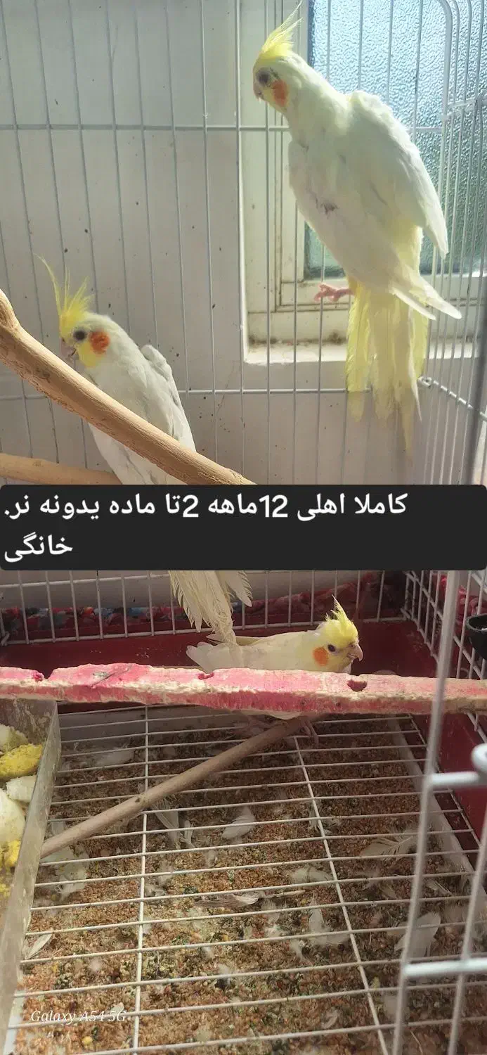 عروس هلندی کاملا اهلی  خانگی و سخنگو|پرنده|مرند, |دیوار