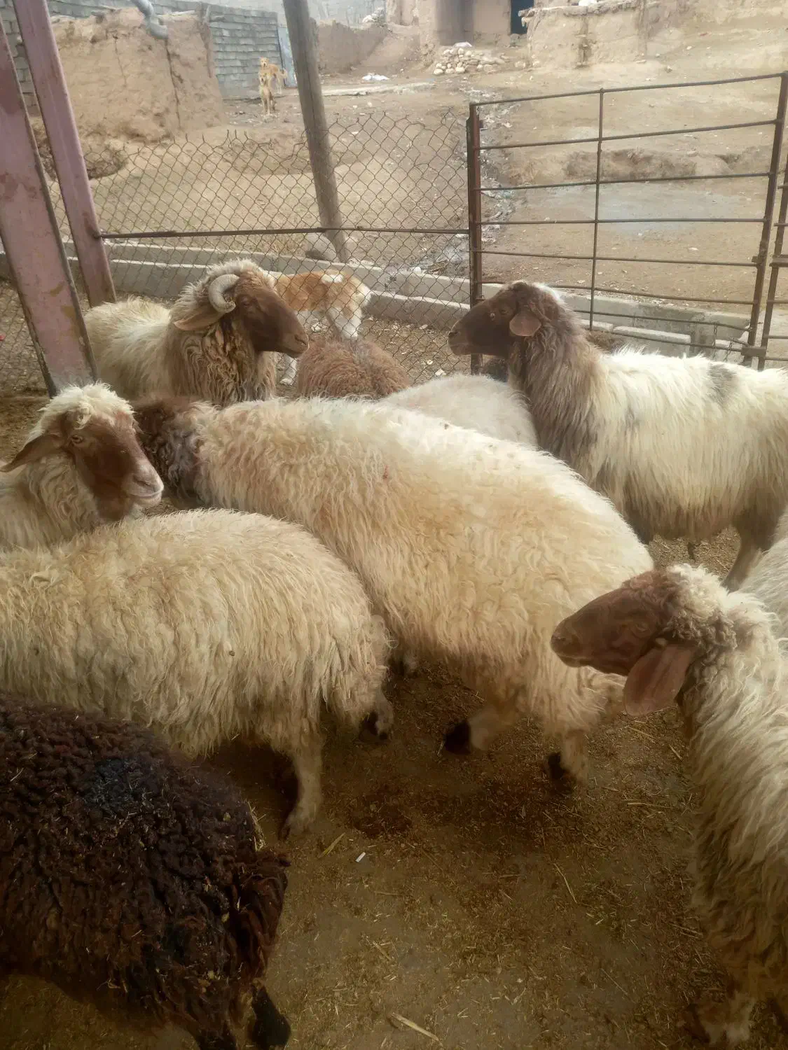 گوسفندچاقوقوچ چاق|حیوانات مزرعه|الشتر, |دیوار