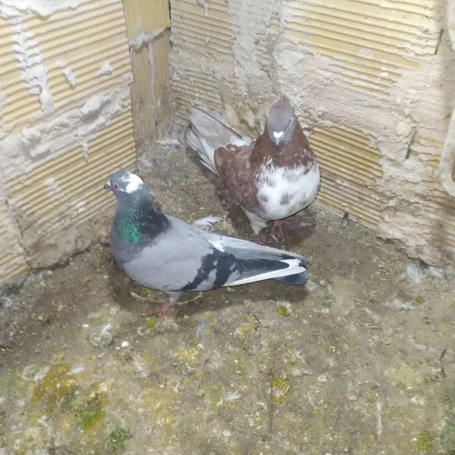 کبوتر|پرنده|مشگین شهر, |دیوار