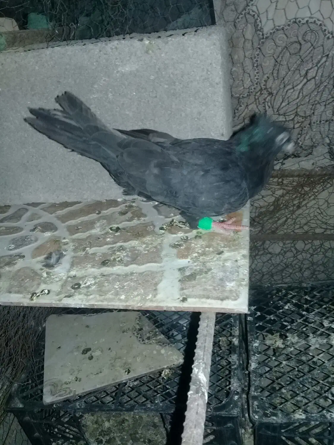 ابادانی ملقی|پرنده|جیرفت, |دیوار