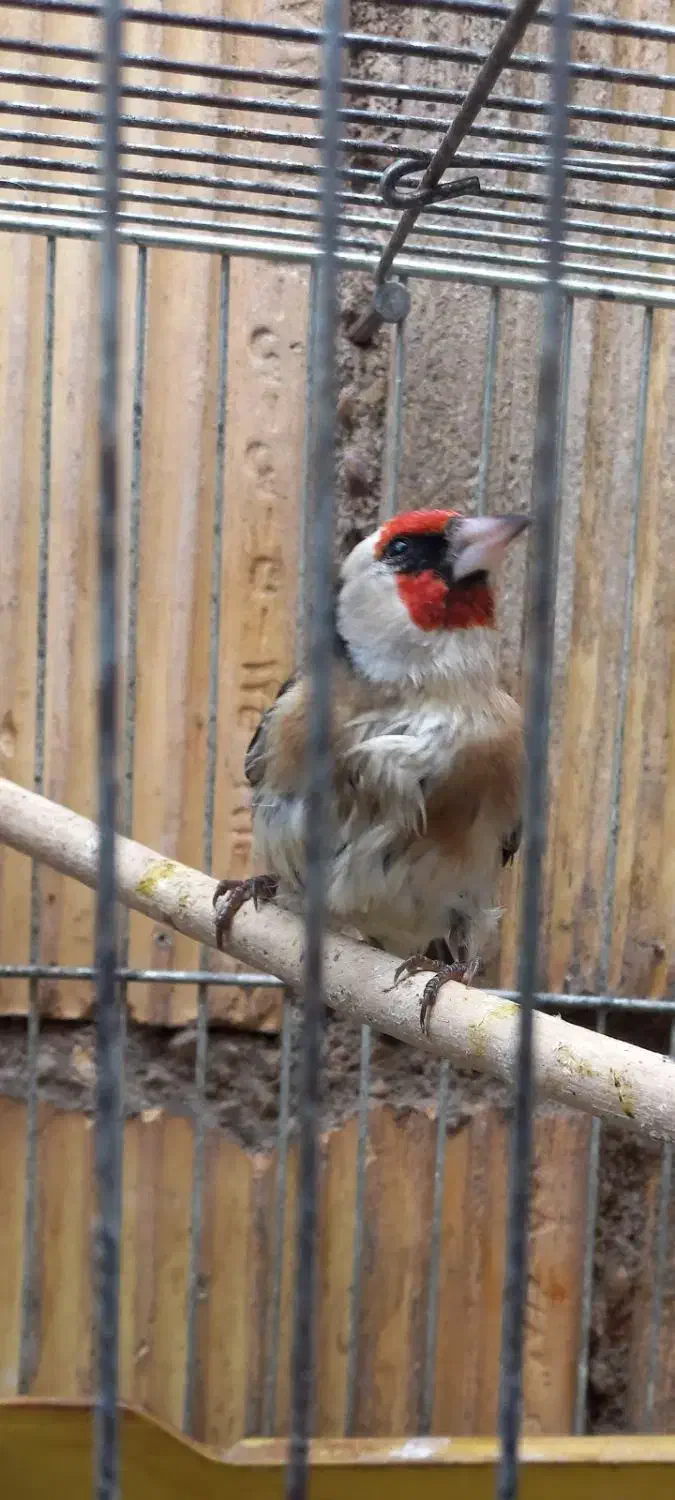 سهره|پرنده|مسجد سلیمان, |دیوار