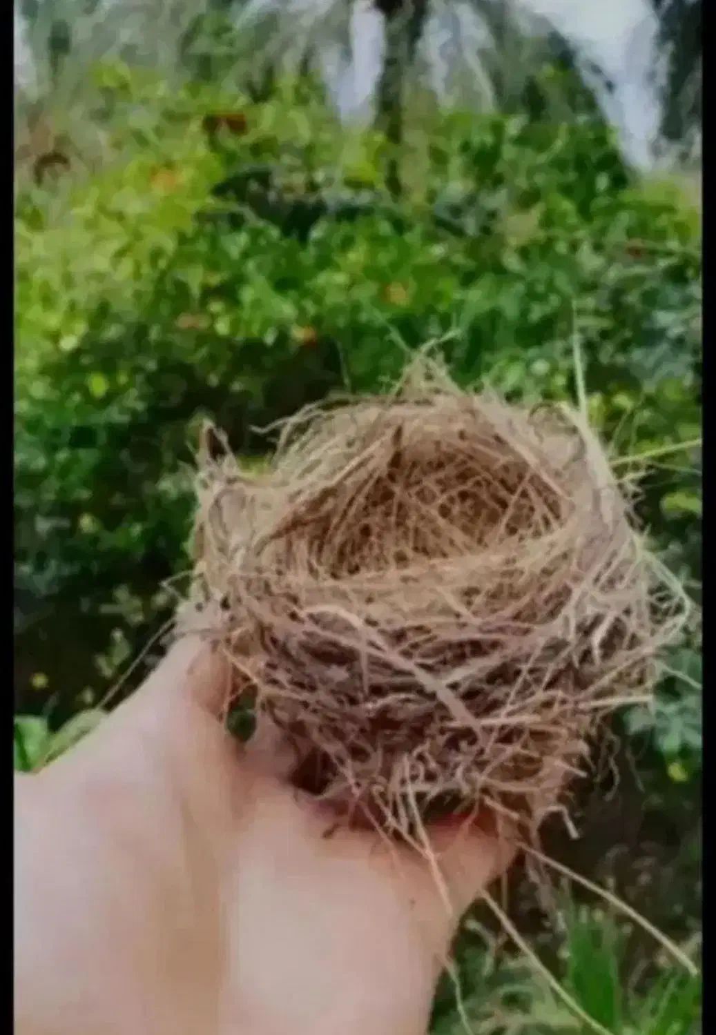 قناری پارسالی وجوجه قناری|پرنده|اهواز, شهرک دانشگاه|دیوار