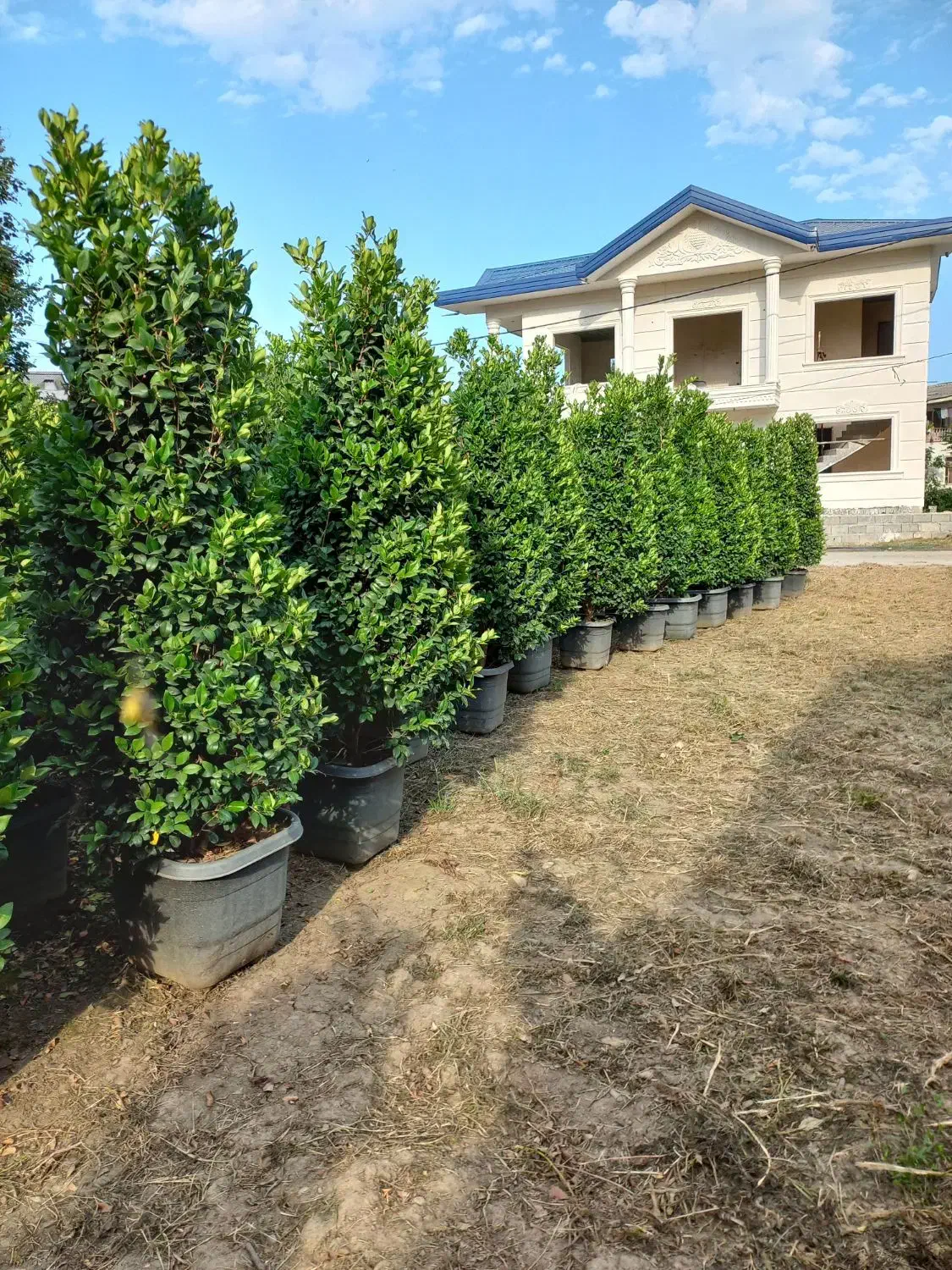 فروش انواع گل و گیاه به صورت عمده|خدمات باغبانی و درختکاری|رامسر, |دیوار