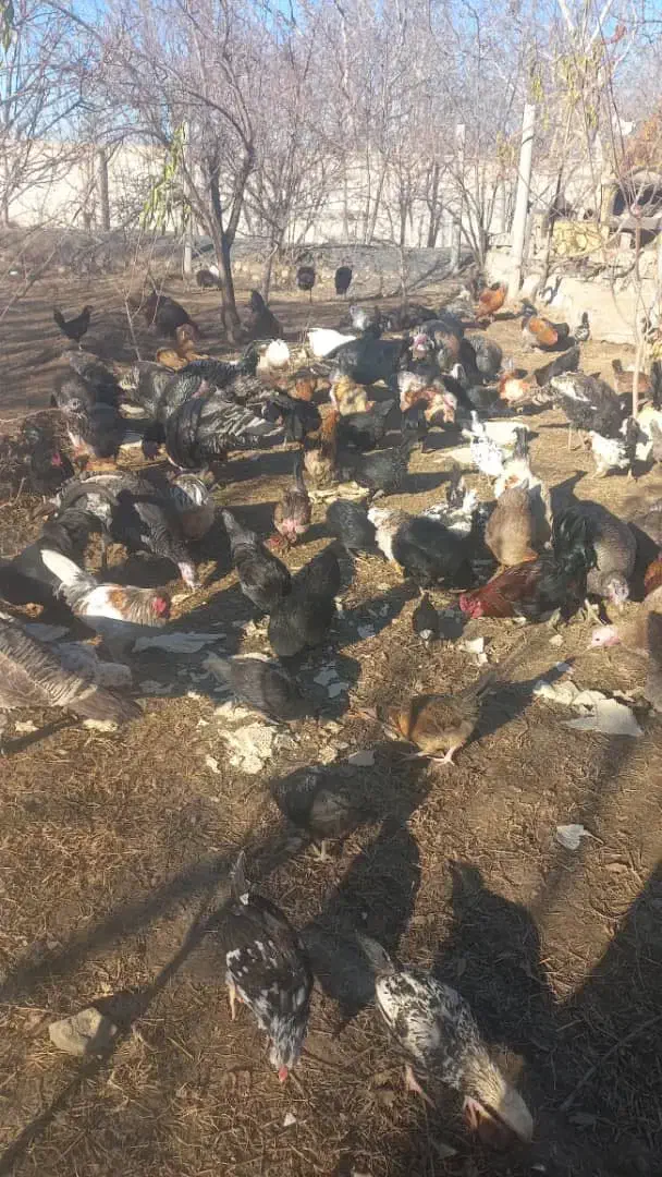 بوقلمون محلی|حیوانات مزرعه|کرج, گلستان|دیوار