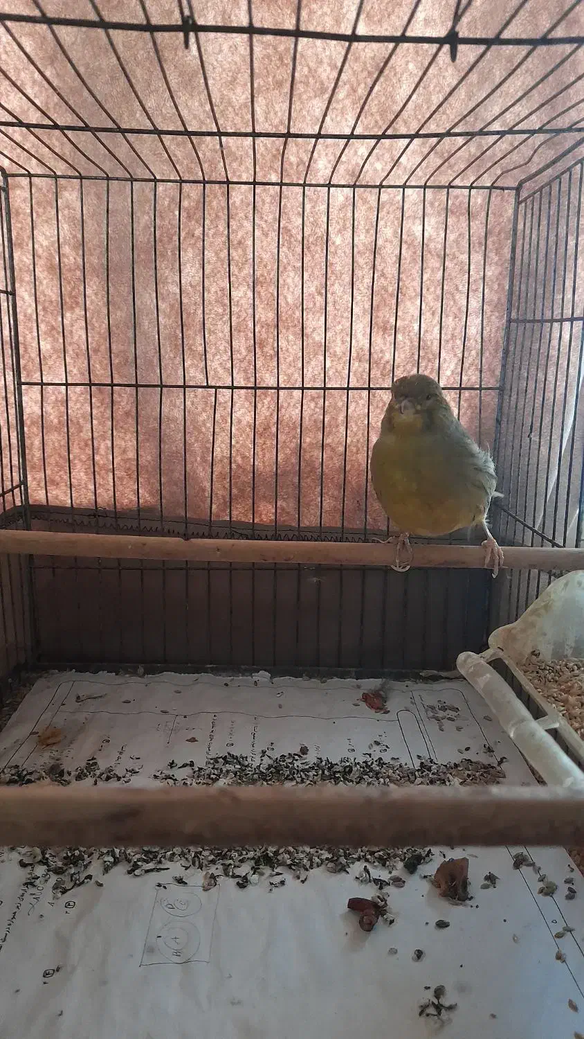 ۲ تا قناری نر بخون و سررحال|پرنده|ساری, |دیوار