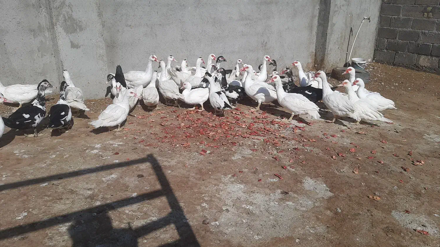 اردک اسراییلی|حیوانات مزرعه|کاشمر, |دیوار