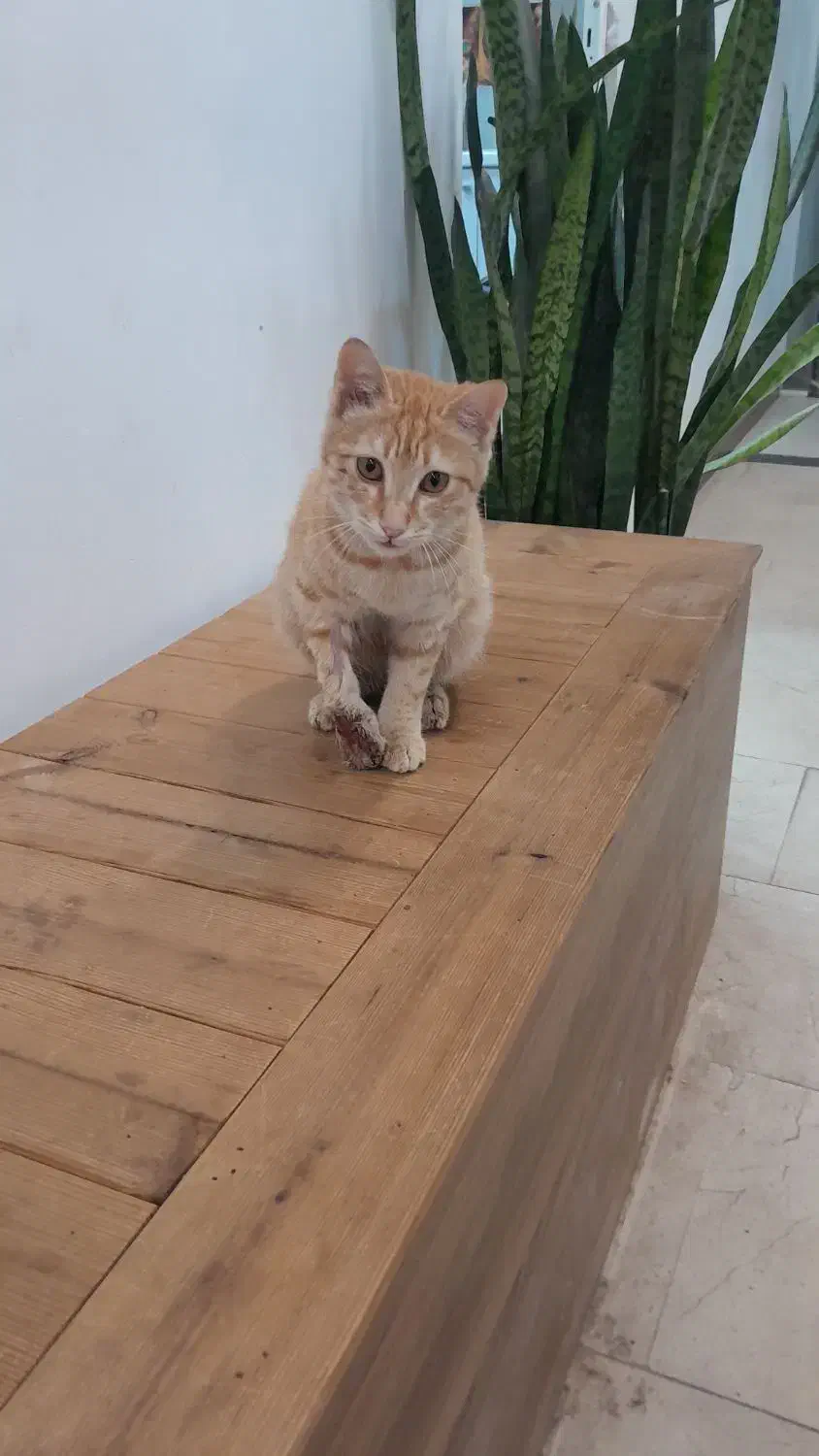 گربه  DSH|گربه|ورامین, ورامین|دیوار