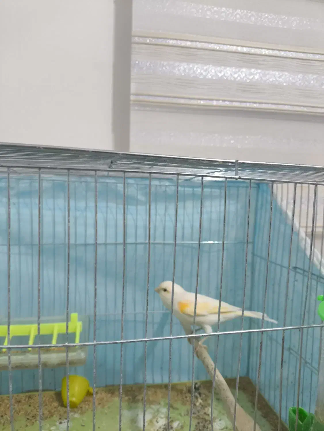قناری نر و ماده با دوعدد قفس|پرنده|فولادشهر, مسکن مهر فولادشهر|دیوار