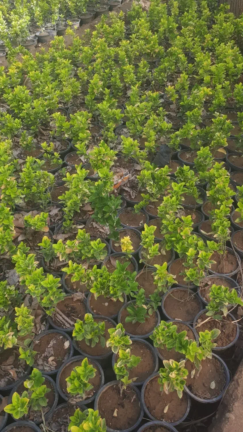 گیاه شمشاد طلائی|خدمات باغبانی و درختکاری|تهران, وردآورد|دیوار