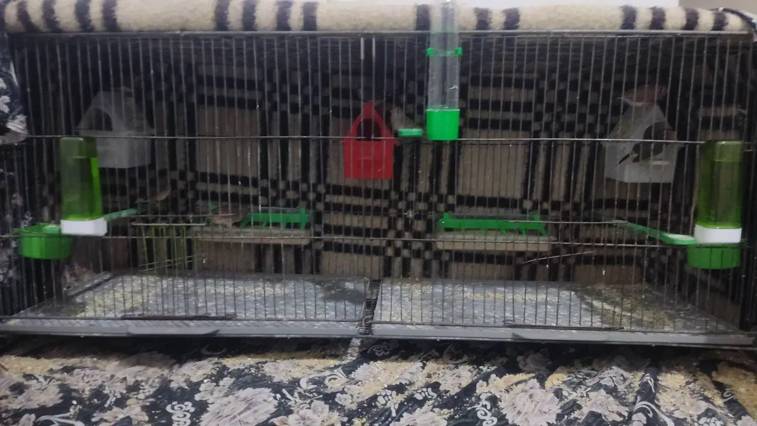 فنچ|پرنده|ارومیه, |دیوار