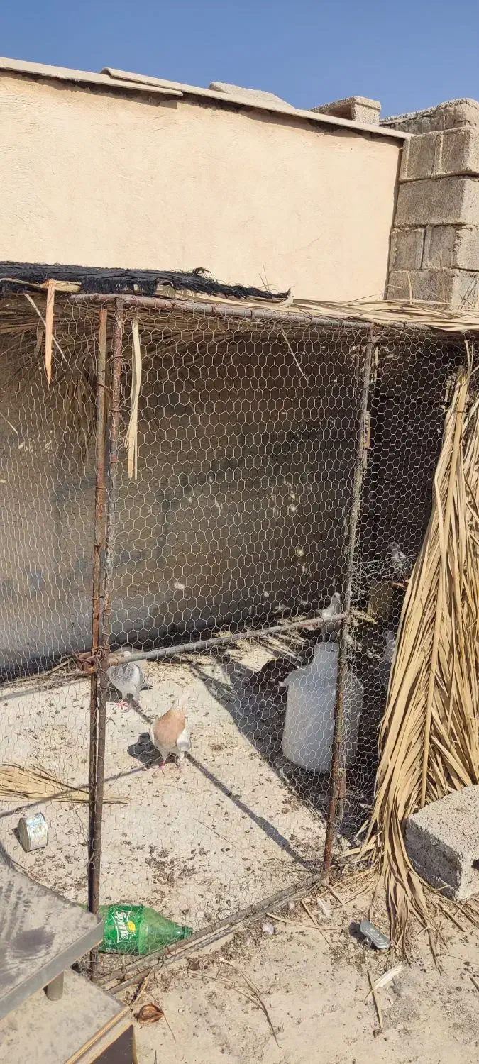 قفس کبوتری|لوازم جانبی حیوانات|برازجان, |دیوار