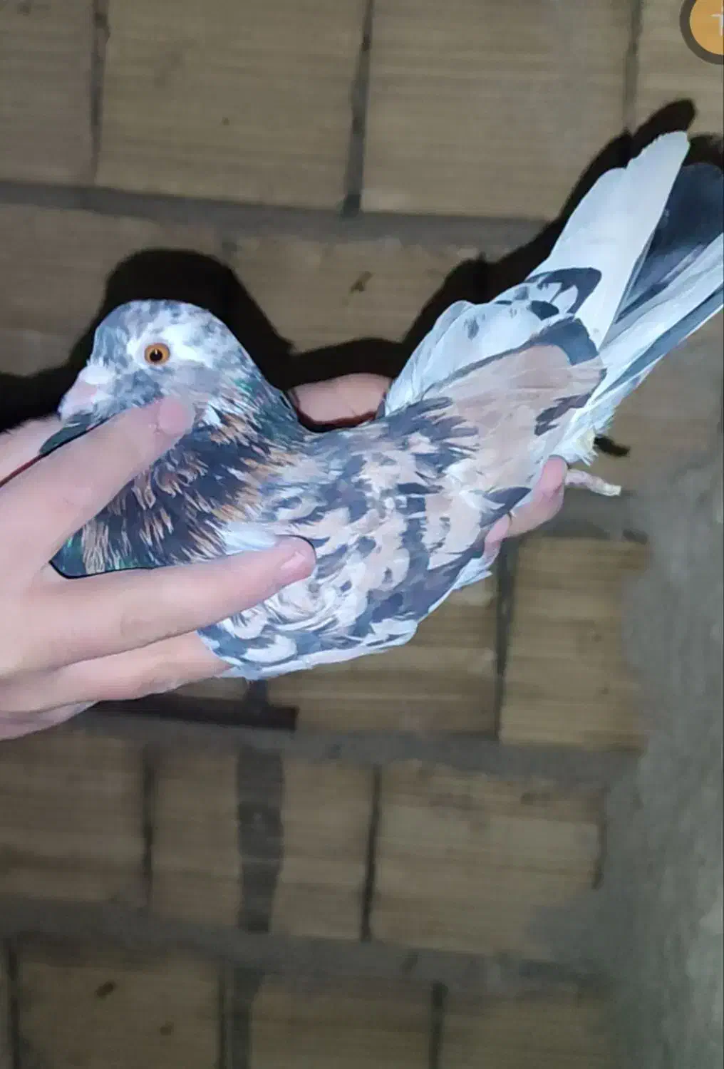 کفتر|پرنده|مشکیندشت, |دیوار