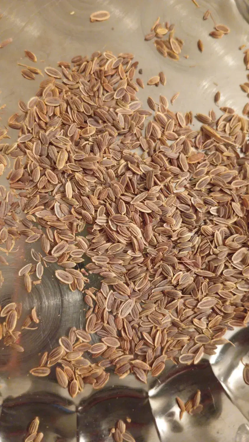 ضامن|فعالیت داوطلبانه|یاسوج, |دیوار