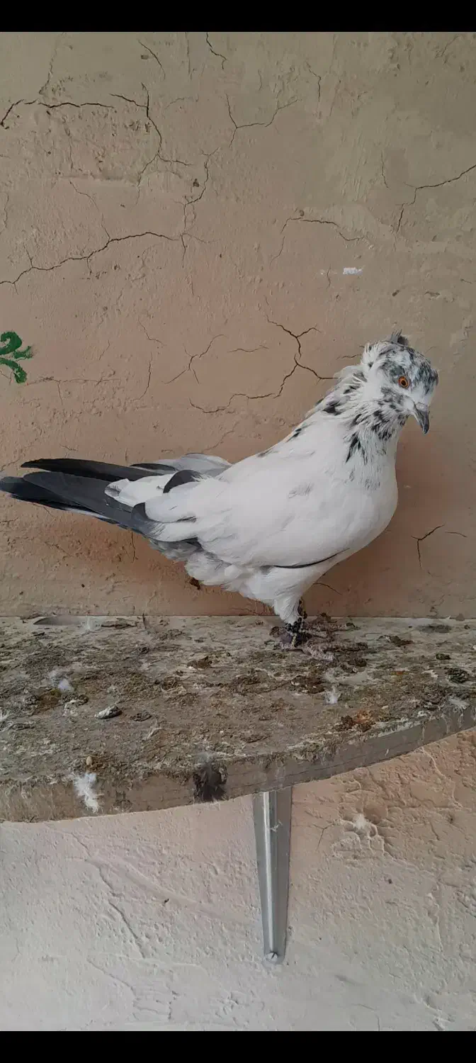 بلند پرواز|پرنده|خوانسار, |دیوار