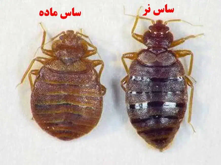 سم پاشی موریانه ساس سمپاشی سوسک|خدمات نظافت|میناب, |دیوار