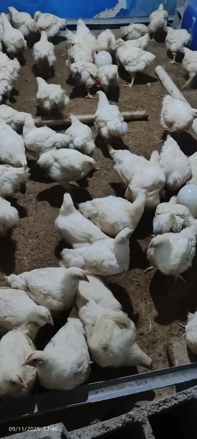 مرغ گوشتی|حیوانات مزرعه|مشگین شهر, |دیوار