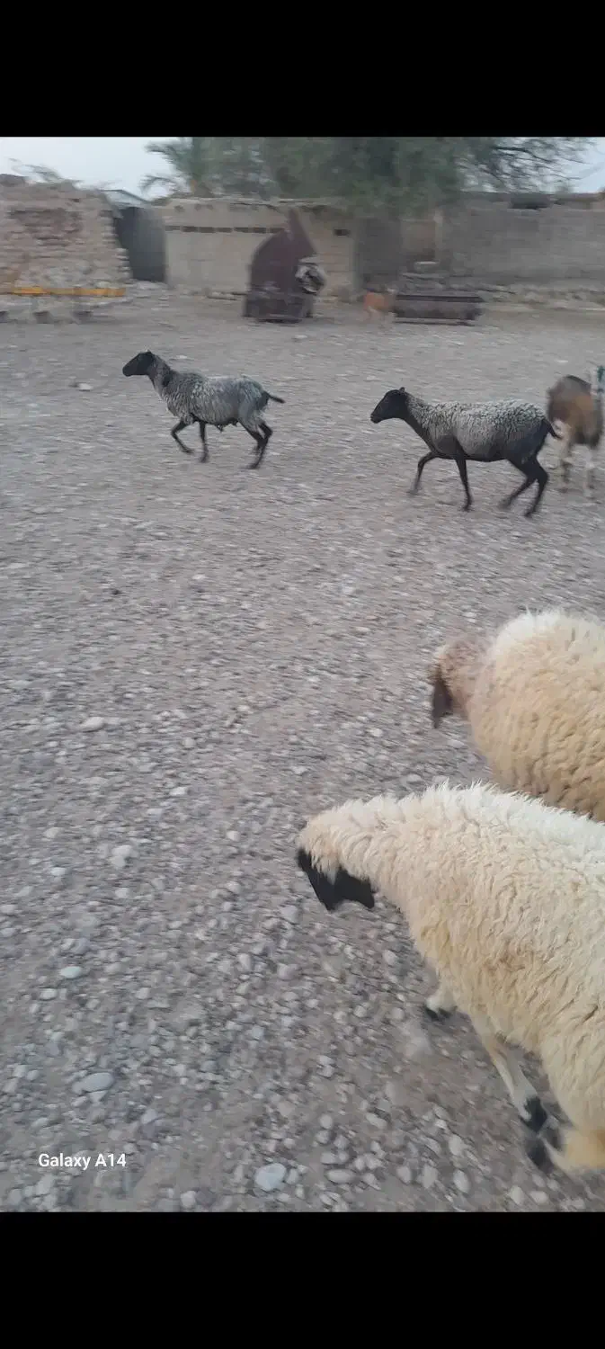 روماف|حیوانات مزرعه|ایلام, |دیوار