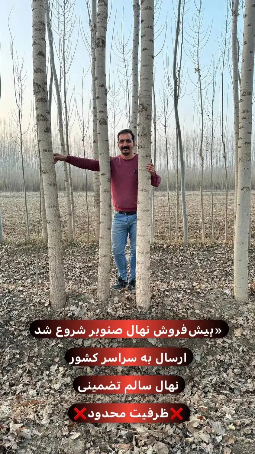 نهال صنوبر مناسب طرح های ملی|خدمات باغبانی و درختکاری|آبگرم, |دیوار