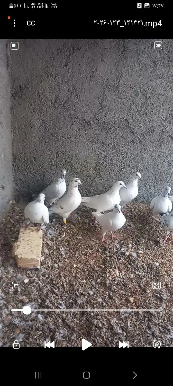 کبوتر پلاکی|حیوانات|شال, |دیوار