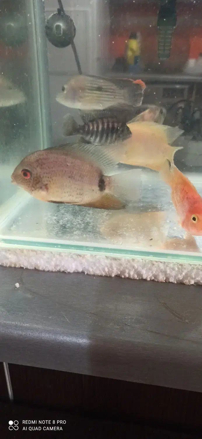 انواع و اقسام ماهی گوشتخوار|ماهی|بندرعباس, |دیوار