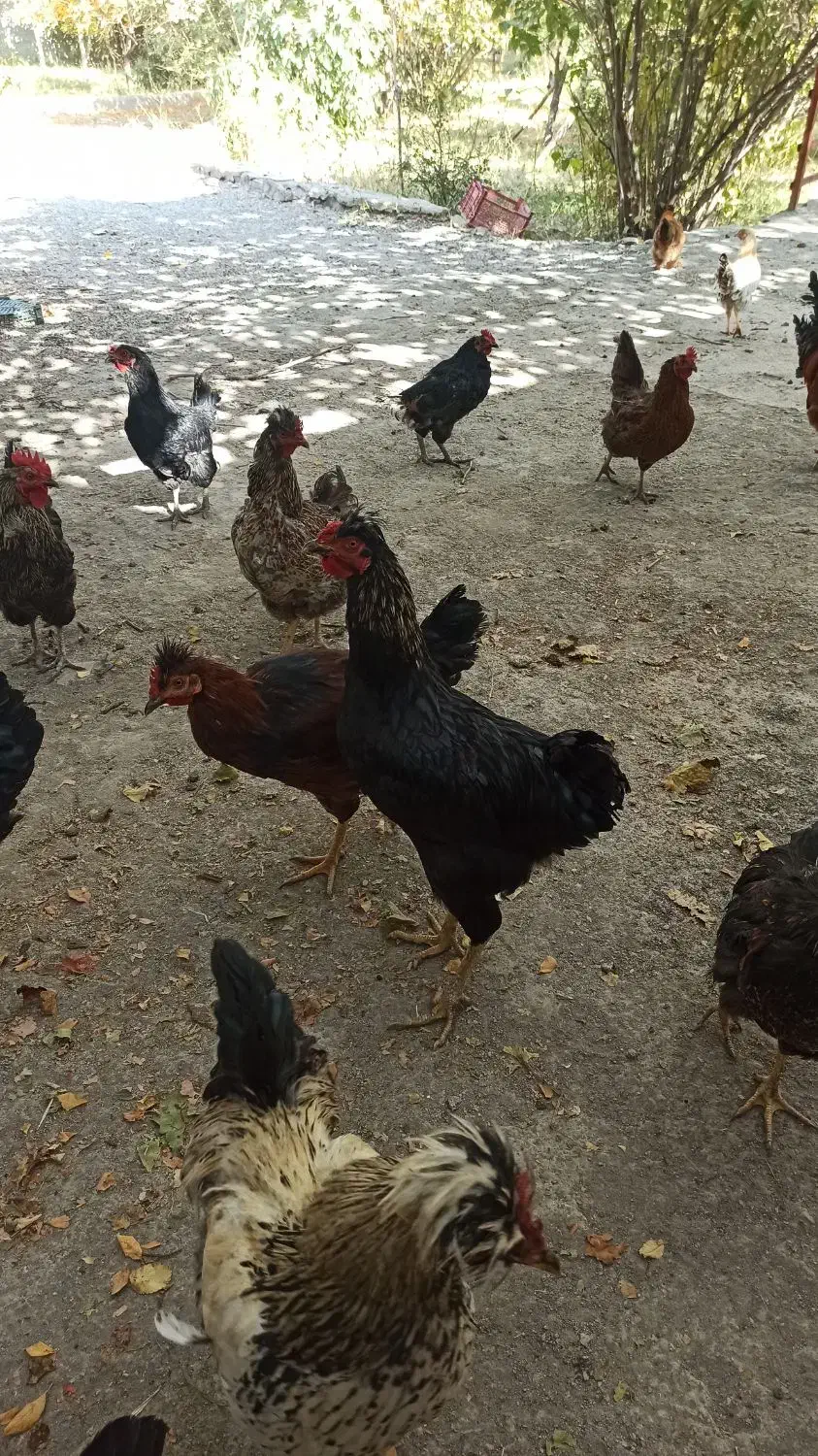 خروس  و مرغ محلی|حیوانات مزرعه|ملکآباد, |دیوار