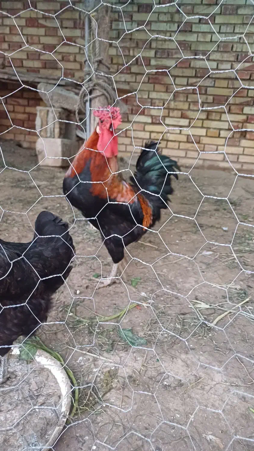 خروس|حیوانات مزرعه|دزفول, |دیوار