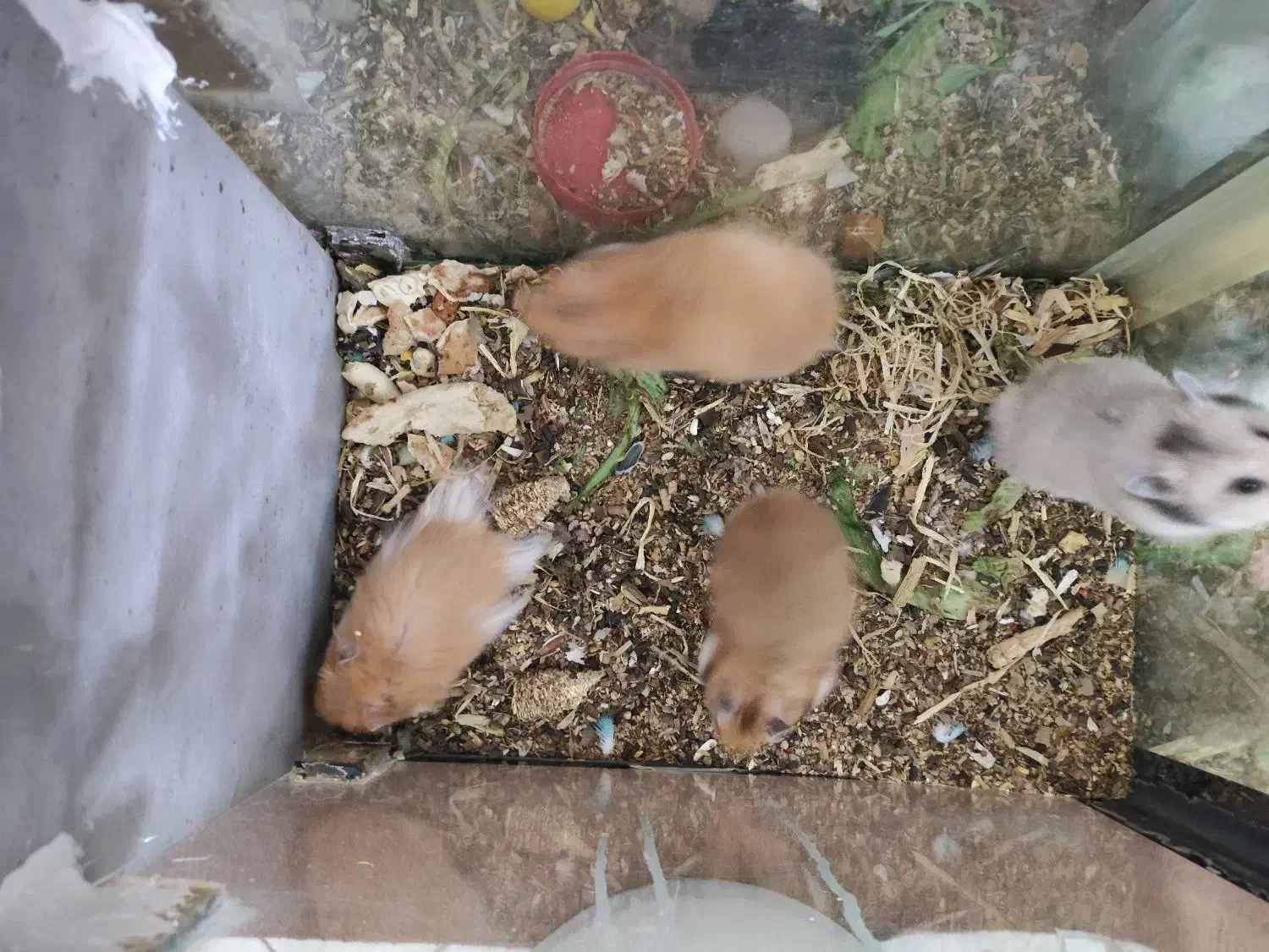 همستر|موش و خرگوش|یزد, |دیوار