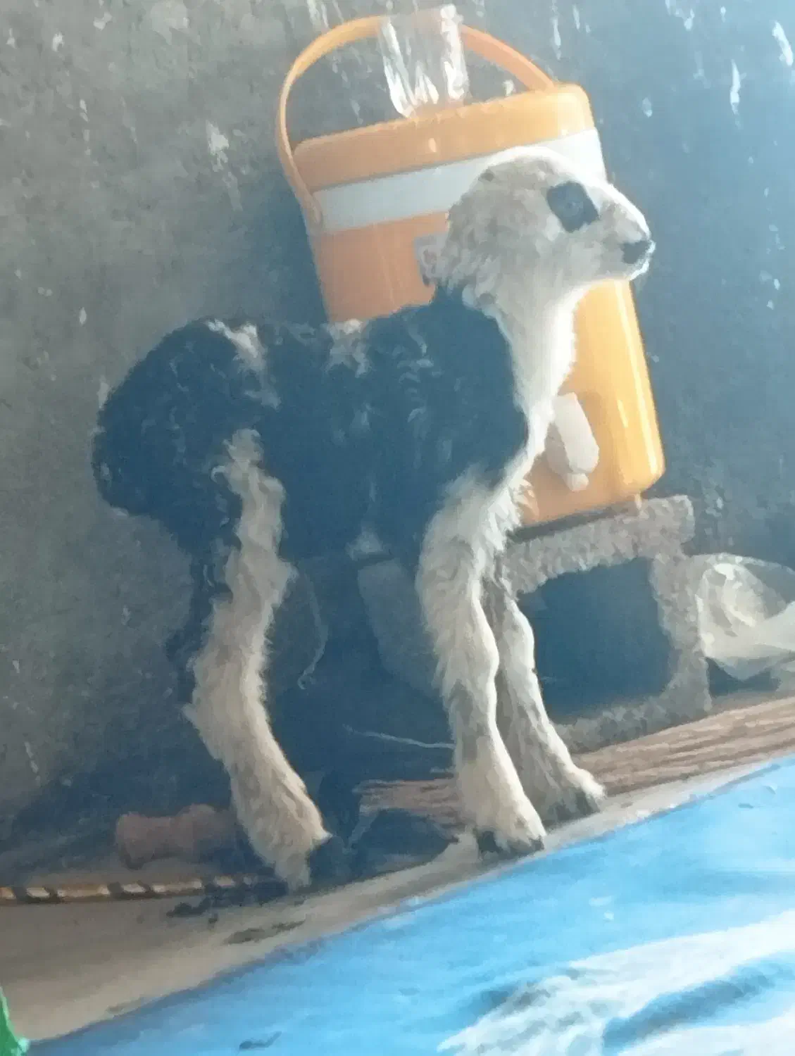 میش گمشده|حیوانات|برازجان, |دیوار