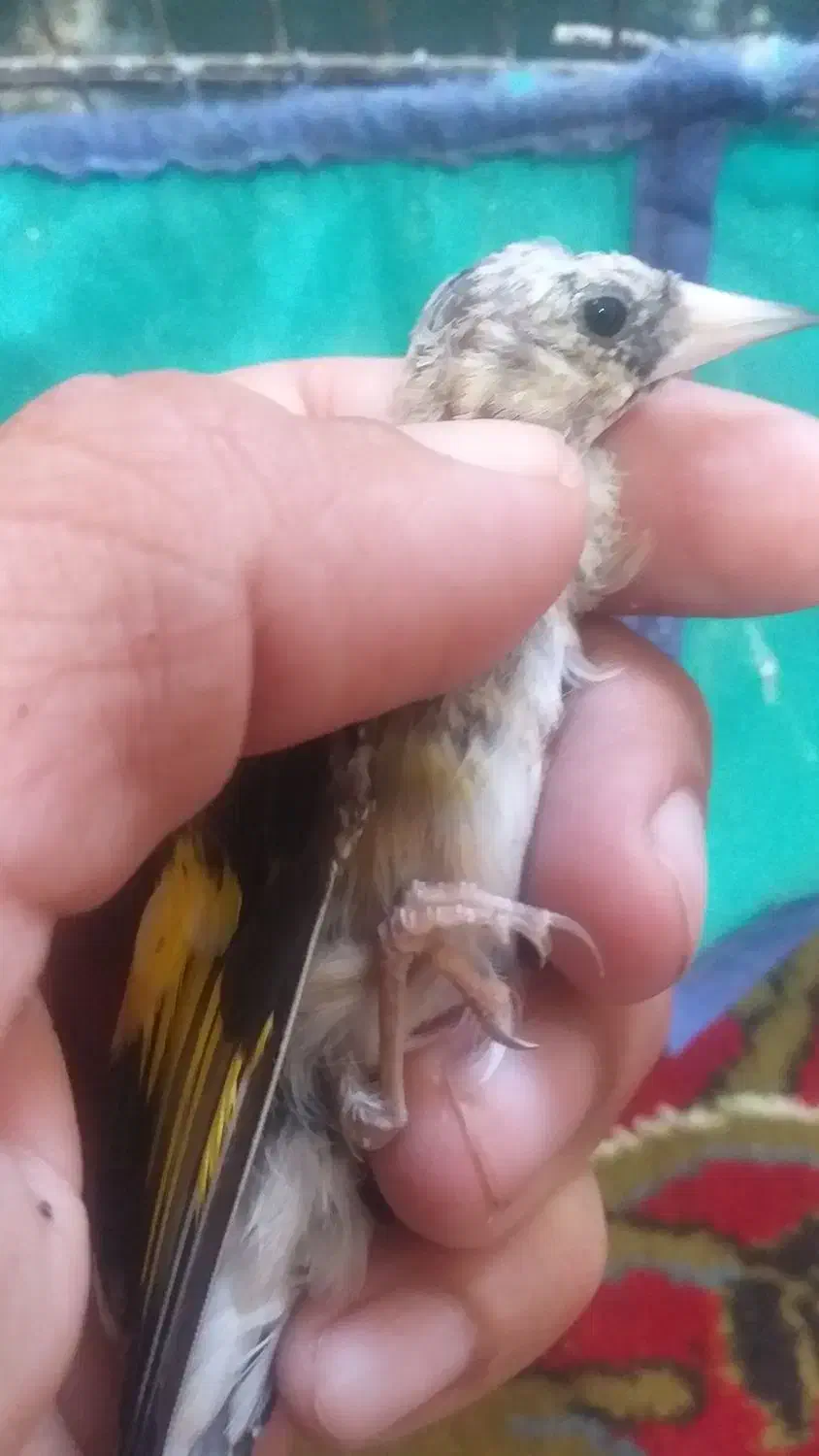 چهارعددجوجه سهره متولدقفس(تک فروشی ندارم)|پرنده|کرمانشاه, |دیوار