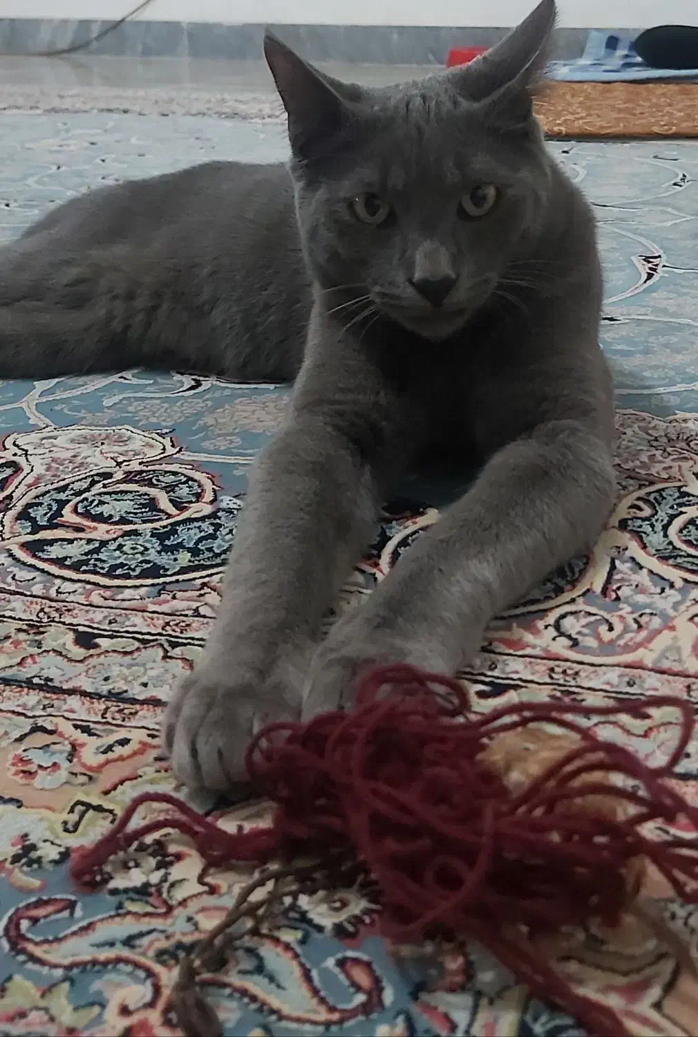 گربه راشن بلو|گربه|سیاهکل, |دیوار