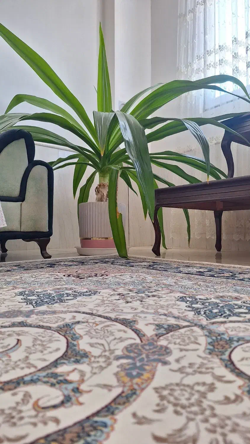 گل زیبا و سرحال|گل و گیاه طبیعی|نیشابور, مازول|دیوار