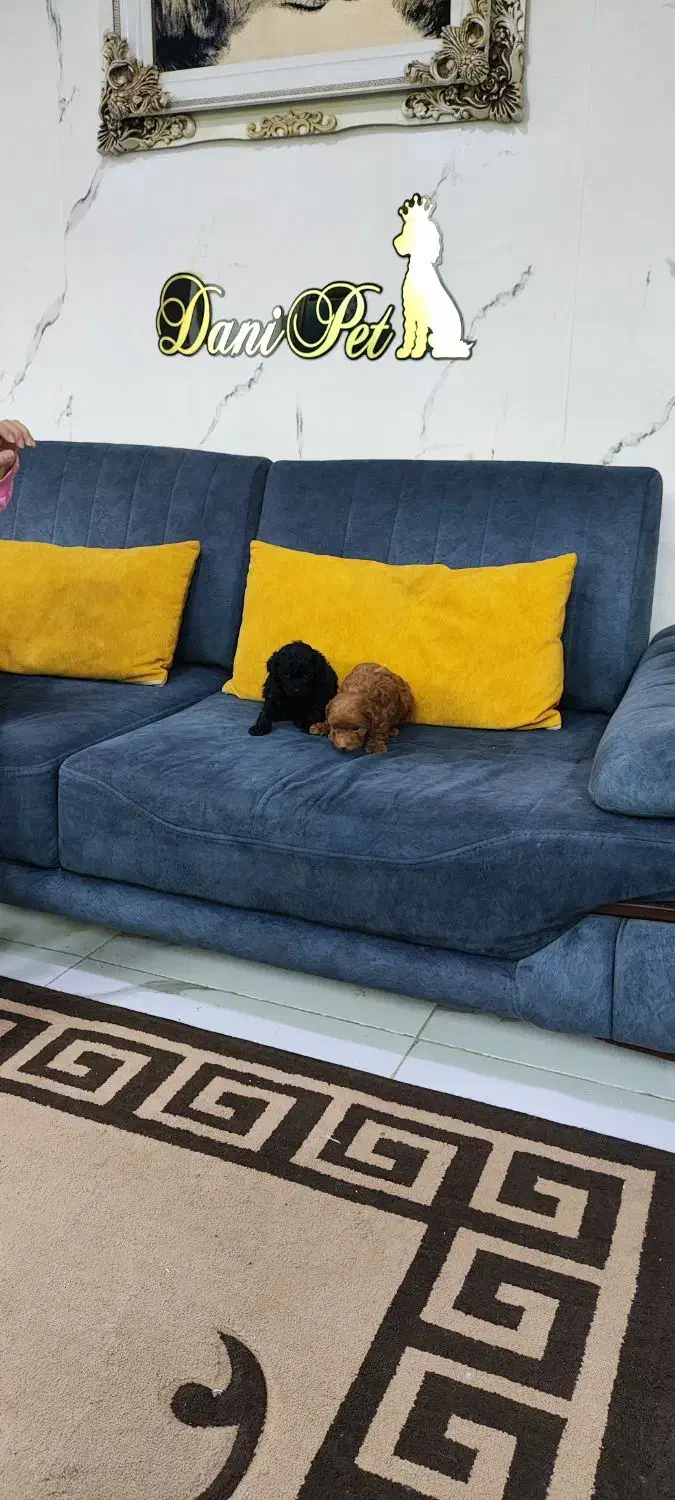 واگذاری توله سگ خانگی پودل فرفری|سگ|تهران, وردآورد|دیوار