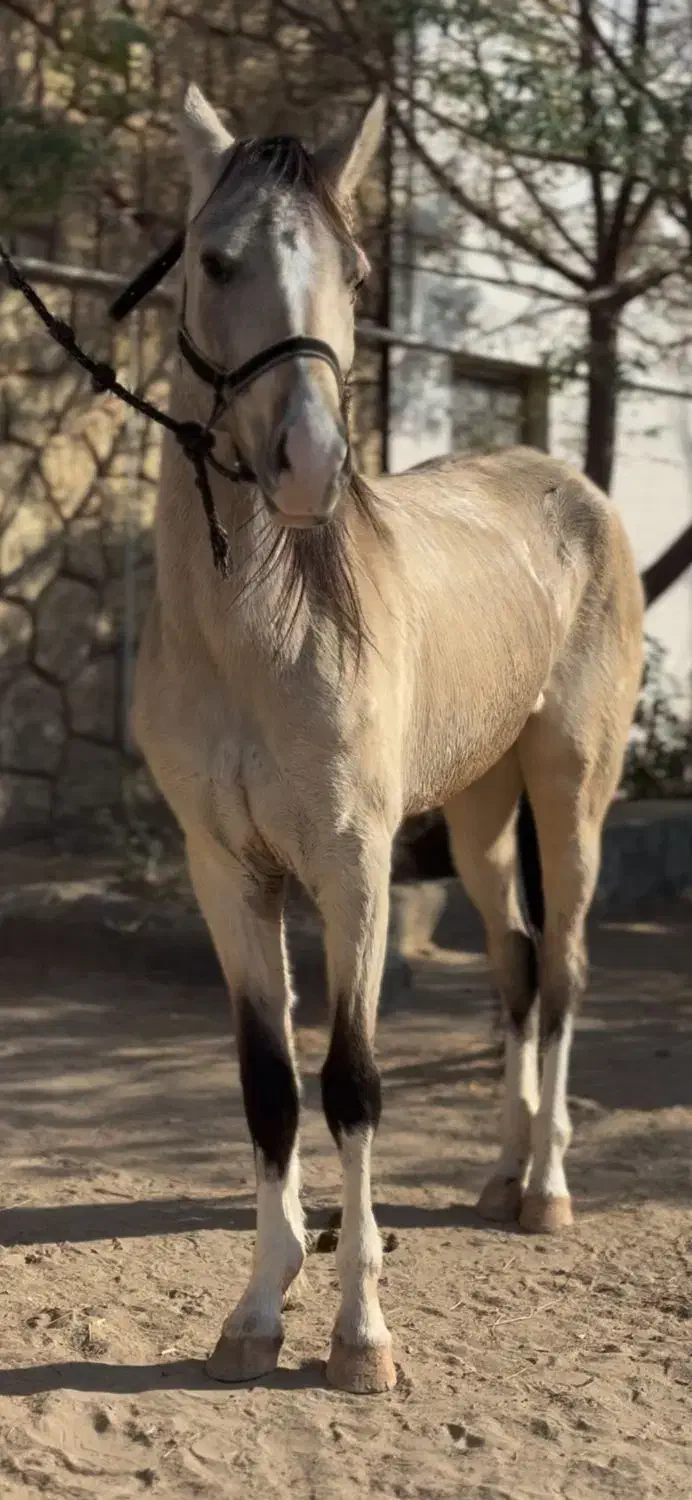 اسب ترکمن زیبا|اسب و تجهیزات اسبسواری|مشهد, کوی سیدی|دیوار