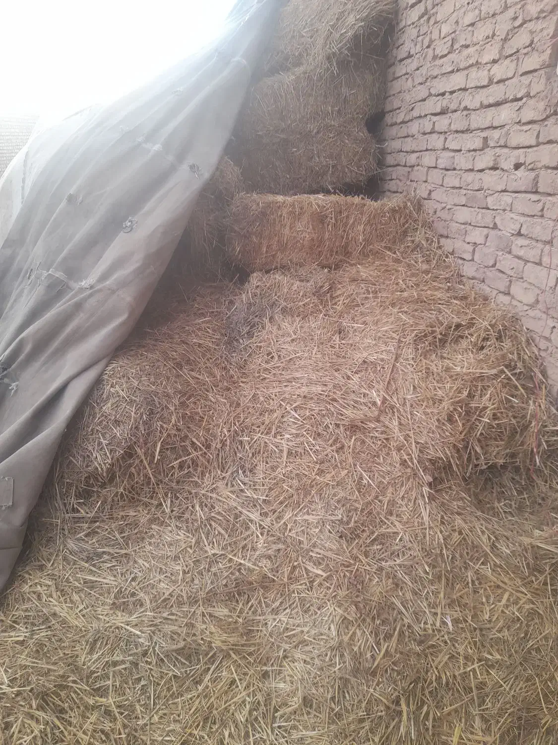 پرس گندم|لوازم جانبی حیوانات|طاغنکوه, |دیوار