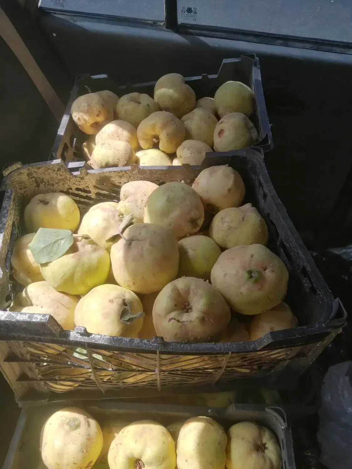 به زرد ودرشت|خوردنی و آشامیدنی|شیراز, گلشن|دیوار