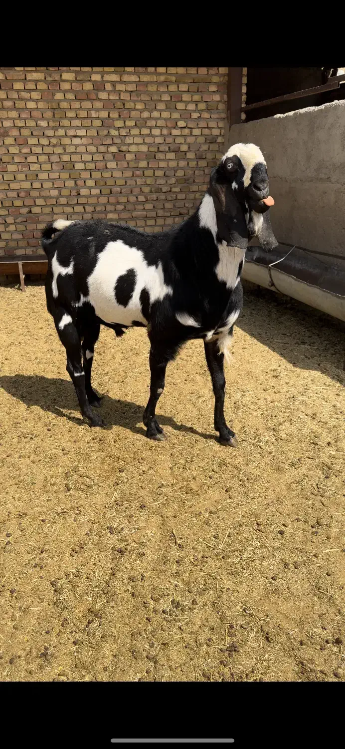 بز نر پاکستانی پنجابی خالص|حیوانات مزرعه|پیشوا, |دیوار