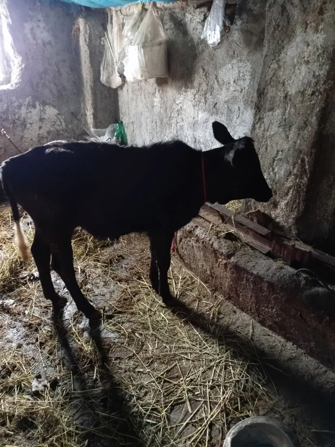 گاو چالوسی با گوساله|حیوانات مزرعه|توتکابن, |دیوار