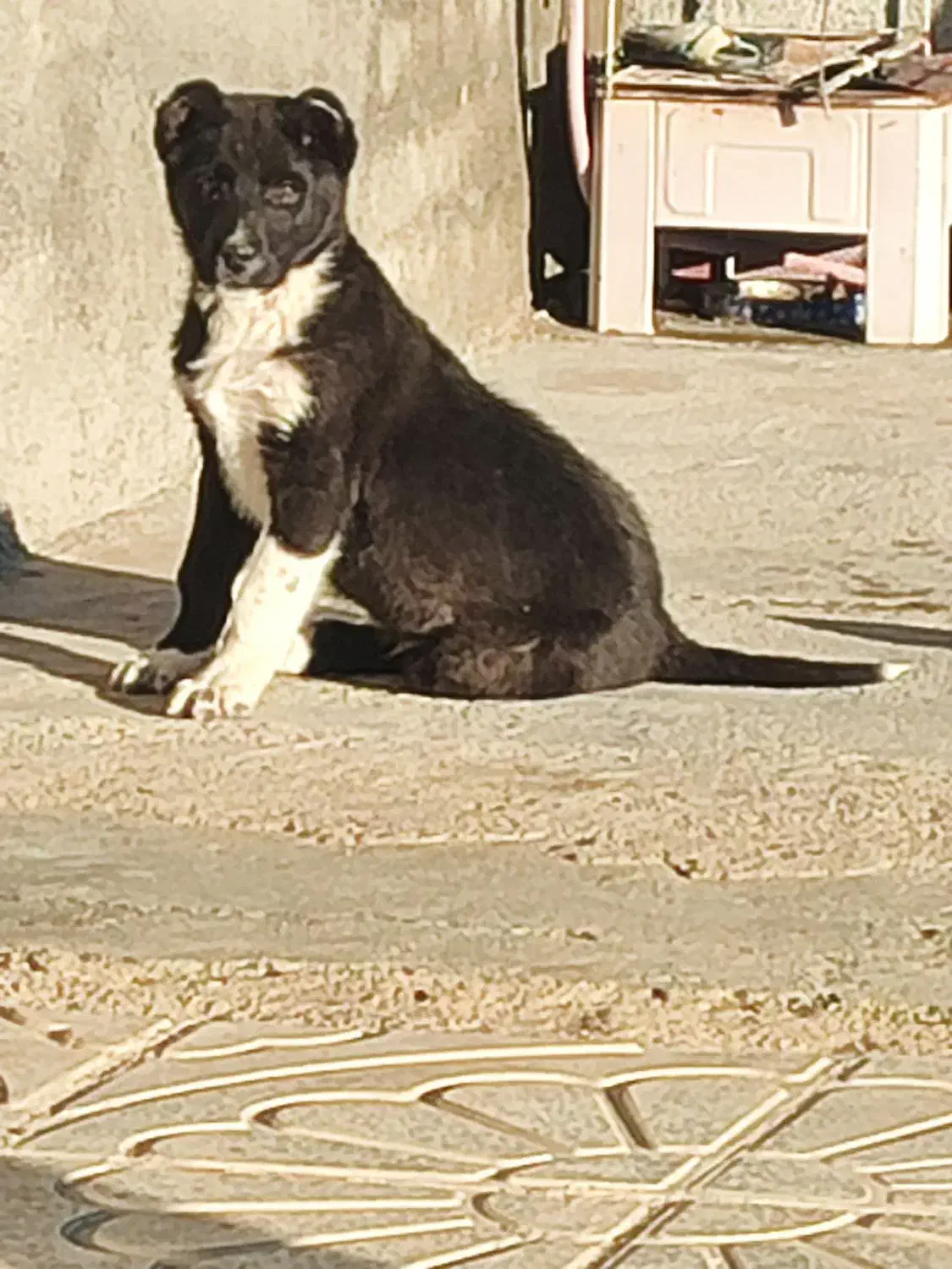 سگ گمشده|حیوانات|کرمانشاه, |دیوار