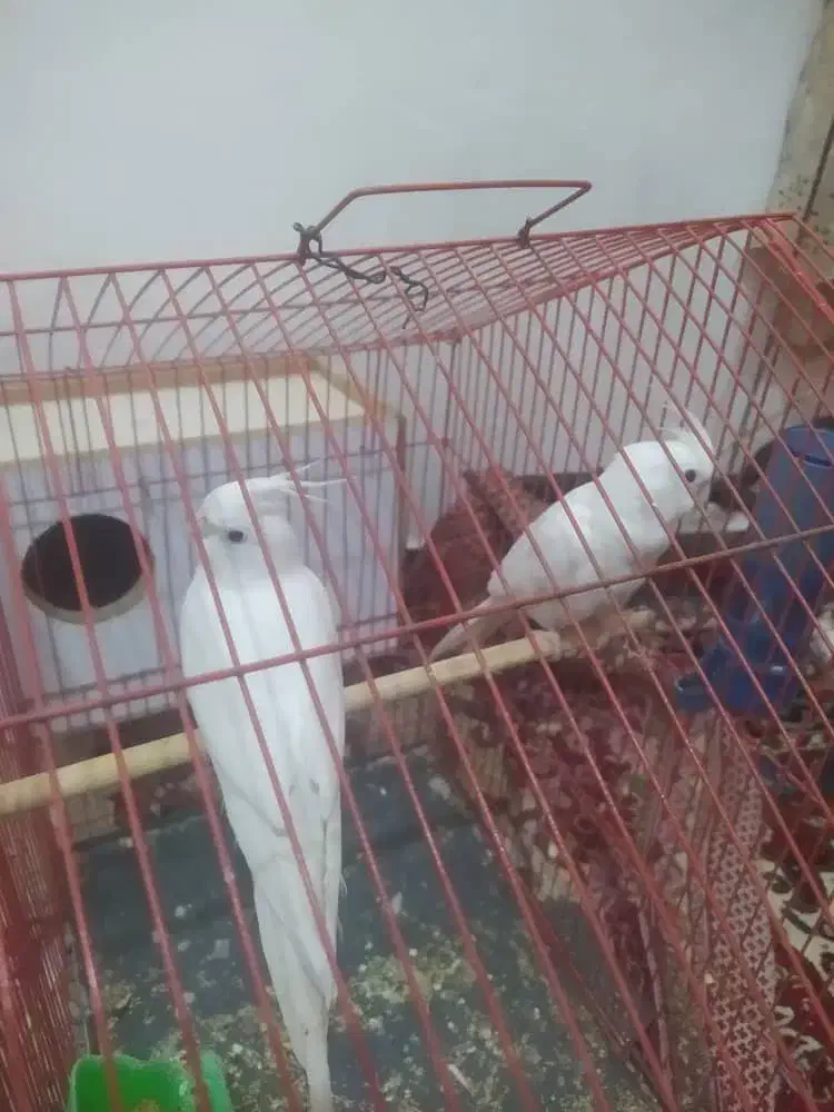 عروس هلندی لوتینو آلبینو مولد به شرط جوجه|پرنده|بندر ماهشهر, |دیوار