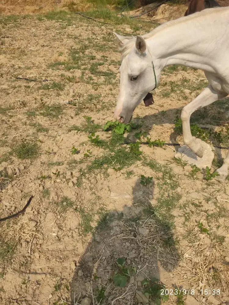 مادیان|اسب و تجهیزات اسب‌سواری|بوستان, |دیوار