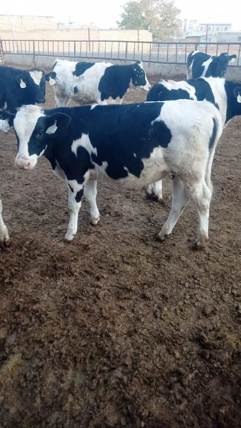 گوساله هلشتاین|حیوانات مزرعه|قنوات, |دیوار