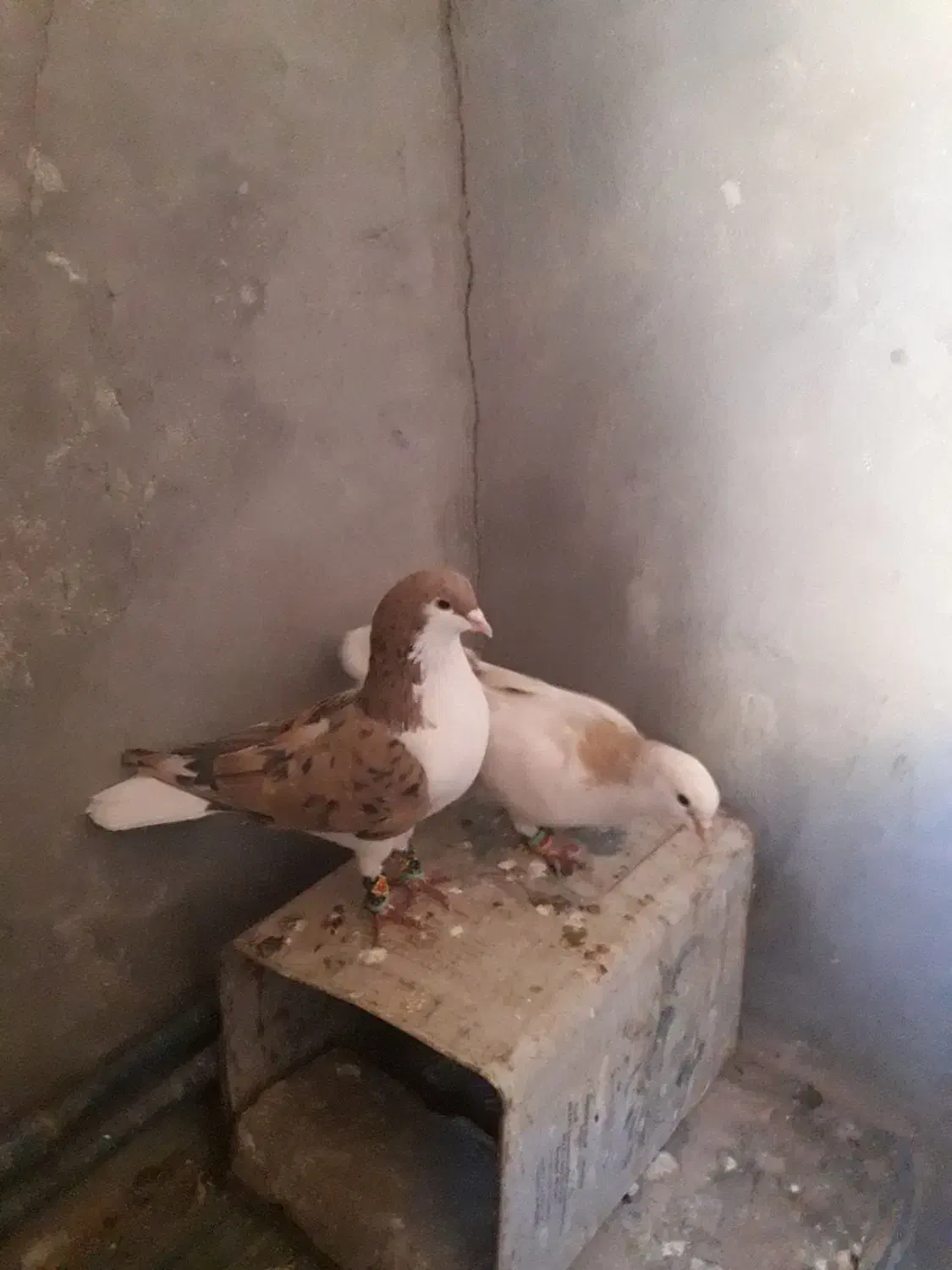 کبوتر سده هفرنگ و طوقی زرد خالدار و دوتا نرگسی|پرنده|سبزوار, قصبه غربی|دیوار