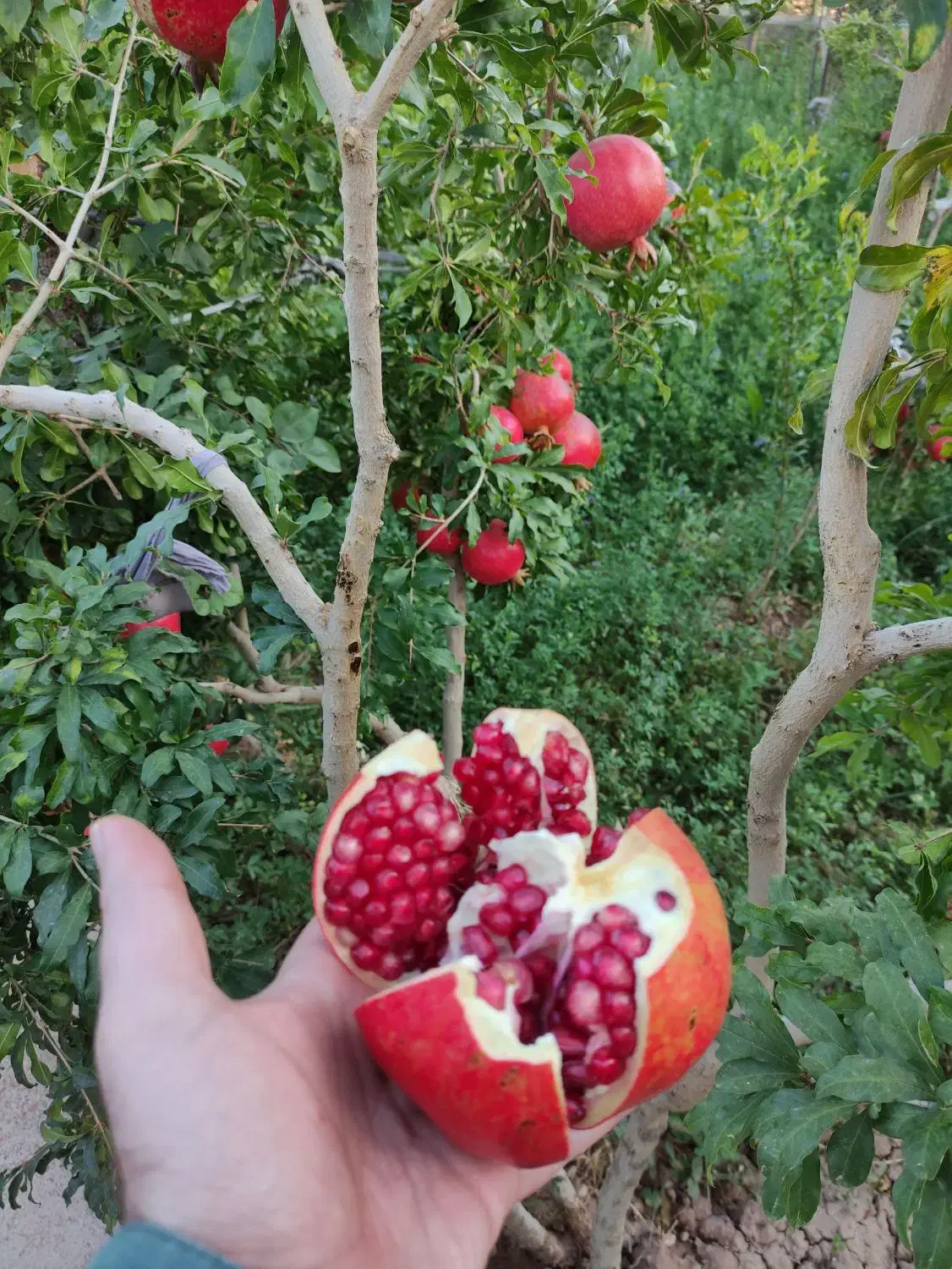 انار درجه یک بدون آفت|خوردنی و آشامیدنی|مهدی شهر, |دیوار