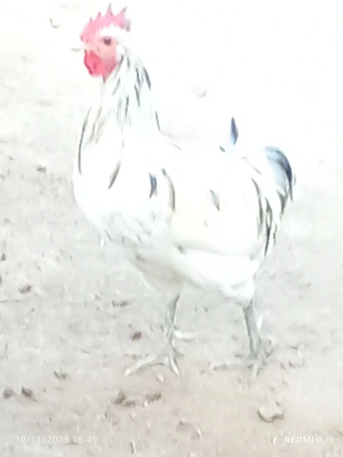 خروس محلی اصل سفید اطراف خورموج|حیوانات مزرعه|خورموج, |دیوار