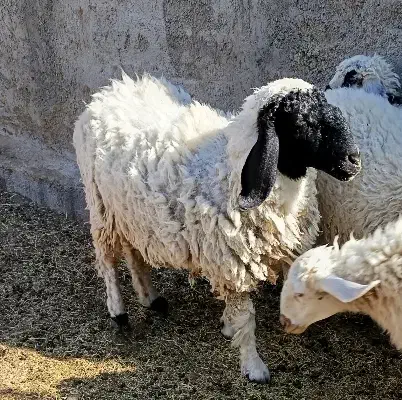 میش دوقلوزاه|حیوانات مزرعه|زاهدان, |دیوار