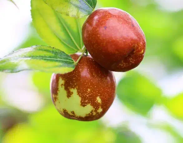 درخت عناب لانگ چینی ، نهال عناب ، نهالستان مشهد|خدمات باغبانی و درختکاری|مشهد, خواجه ربیع|دیوار